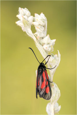 Südliches Platterbsen-Widderchen (Zygaena romeo), Italien, Region Aostatal, 900m