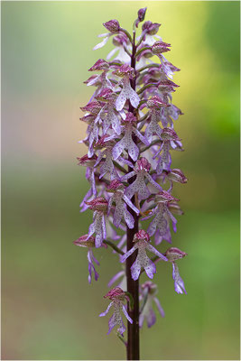 Purpur-Knabenkraut (Orchis purpurea), Deutschland, Baden-Württemberg