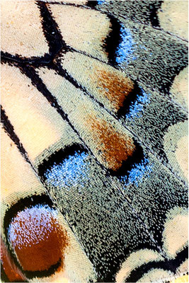 Schwalbenschwanz (Papilio machaon), Flügeldetail, Deutschland, Baden-Württemberg