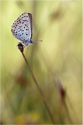 Blaugrauer Bläuling (Pseudophilotes batis), Männchen, Frankreich, Ardèche