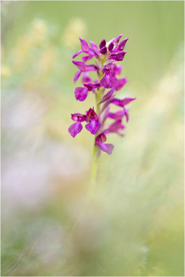 Anacamptis x menosii - Hybride aus Großblütiger Schmetterlings-Hundswurz (Anacamptis papilionacea expansa) und Wanzen-Spitzorchis (Anacamptis coriophora), Dep. Aveyron, Frankreich