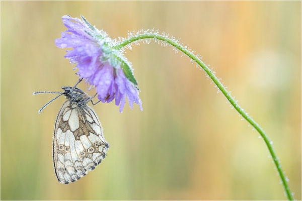 Schachbrettfalter (Melanargia galathea), Männchen, Deutschland, Baden-Württemberg