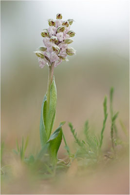 Milchweißes Knabenkraut (Neotinea lactea), Dep. Var, Frankreich