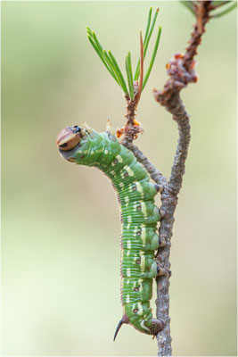 Kiefernschwärmer (Sphinx pinastri)