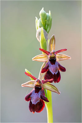 Ophrys x royanensis (=drumana x insectifera), Frankreich, Dep. Isere