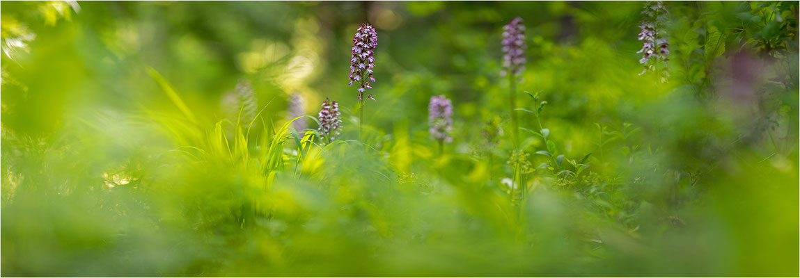 Purpur-Knabenkraut (Orchis purpurea), Deutschland, Baden-Württemberg