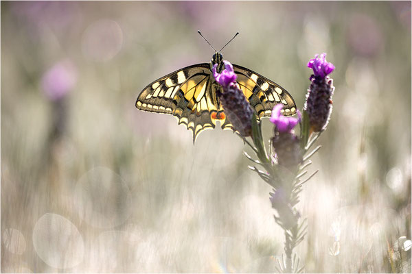 Schwalbenschwanz (Papilio machaon), Frankreich, Dep. Var