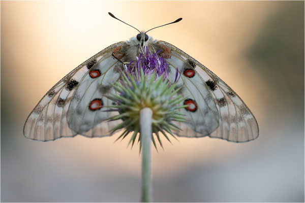 Roter Apollo (Parnassius apollo antijesuitus), Spanien, Provinz Lleida