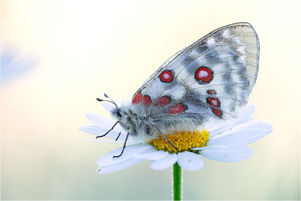 Roter Apollo (Parnassius apollo calmensis), Schweiz, Kanton Fribourg
