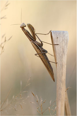 Europäische Gottesanbeterin (Mantis religiosa), Weibchen, Deutschland, Baden-Württemberg