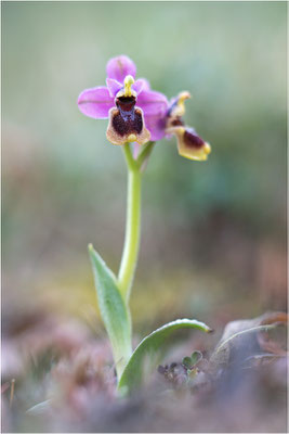 Ophrys tenthredinifera