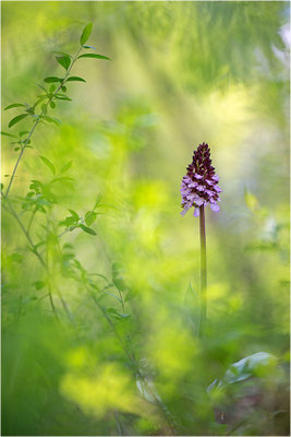 Purpur-Knabenkraut (Orchis purpurea), Deutschland, Baden-Württemberg