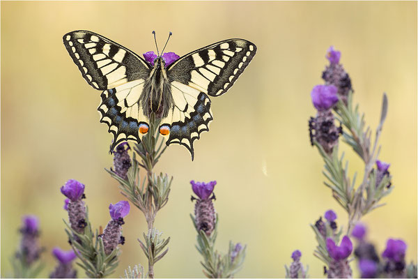Schwalbenschwanz (Papilio machaon), Frankreich, Dep. Var