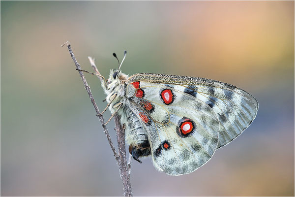 Roter Apollo (Parnassius apollo linnei), Schweden, Gotland
