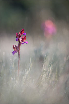 Schmetterlings-Hundswurz (Anacamptis papilionacea), Dep. Var, Frankreich
