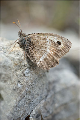 Rotbindiger Samtfalter (Arethusana arethusa), Frankreich, Drôme