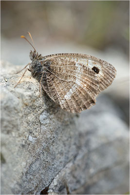 Rotbindiger Samtfalter (Arethusana arethusa), Frankreich, Drôme