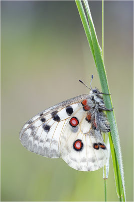 Roter Apollo (Parnassius apollo apollo), Schweden, Småland