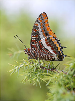 Erdbeerbaumfalter (Charaxes jasius), Frankreich, Ardèche