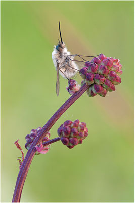 Kleiner Wollschweber (Bombylius minor), Deutschland, Baden-Württemberg