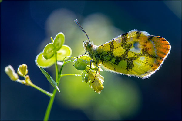 Gelber Aurorafalter (Anthocharis euphenoides), Frankreich, Ardèche