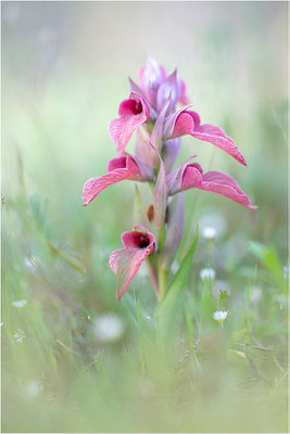 Verkannter Zungenstendel (Serapias neglecta), Frankreich, Var