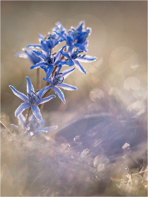 Zweiblättriger Blaustern (Scilla bifolia), Deutschland, Baden-Württemberg