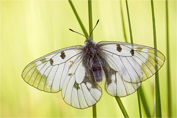 Schwarzer Apollo (Parnassius mnemosyne), Schweiz, Kanton Wallis