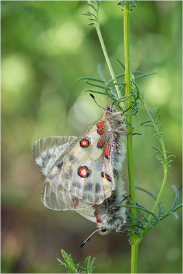 Roter Apollo (Parnassius apollo valdierensis), Paarung, Italien, Piemont