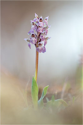 Milchweißes Knabenkraut (Neotinea lactea), Dep. Var, Frankreich