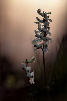 Hohler Lerchensporn (Corydalis cava), Deutschland, Baden-Württemberg