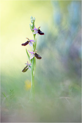 Drôme-Ragwurz (Ophrys drumana), Frankreich, Dep. Isere