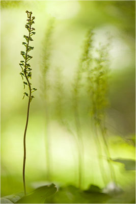 Großes Zweiblatt (Listera ovata), Wallis, Schweiz