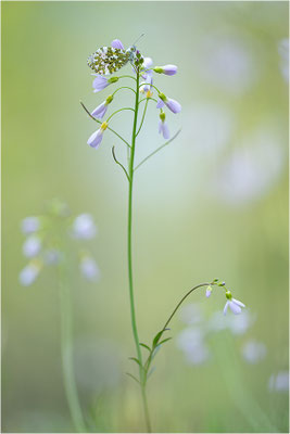 Aurorafalter (Anthocharis cardamines), Männchen, Deutschland, Baden-Württemberg
