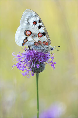 Roter Apollo (Parnassius apollo lithographicus), Deutschland, Oberbayern
