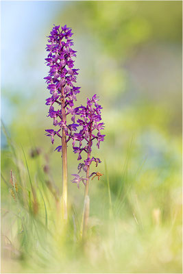 Stattliches Knabenkraut (Orchis mascula), Schweden, Farö