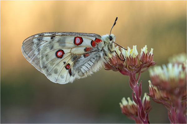Roter Apollo (Parnassius apollo lozerae), Frankreich, Dep. Lozere