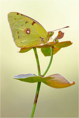 Postillion (Colias crocea), Spanien, Pyrenäen, Prov. Lleida
