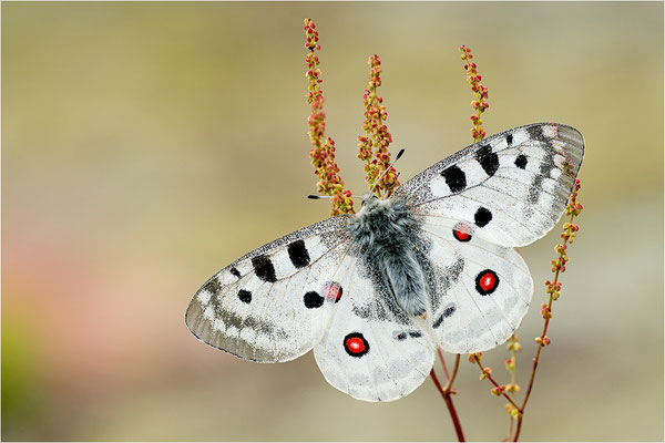 Roter Apollo (Parnassius apollo fennoscandicus), Finnland, Turku