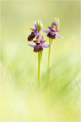 Ophrys aveyronensis