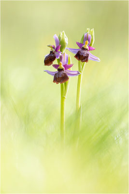 Ophrys aveyronensis