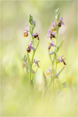 Ophrys annae
