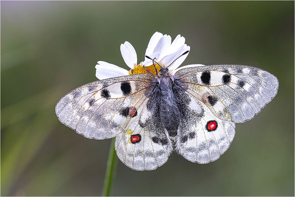 Roter Apollo (Parnassius apollo geminus), Schweiz, Kanton Bern