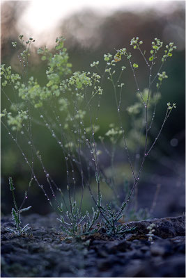Gelber Aurorafalter (Anthocharis euphenoides), Frankreich, Ardèche