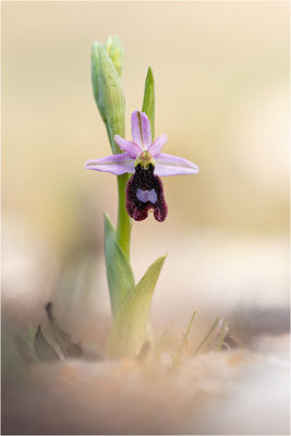 Ophrys aurelia, Bouches-du-Rhône