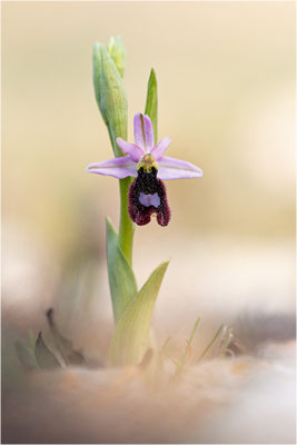 Ophrys aurelia, Bouches-du-Rhône