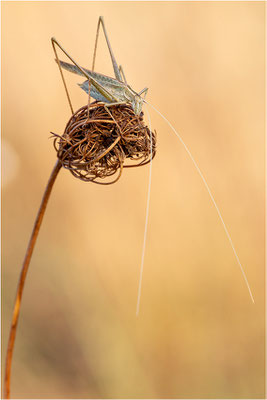 Lilienblatt-Sichelschrecke (Tylopsis lilifolia), Männchen, Frankreich, Ardèche