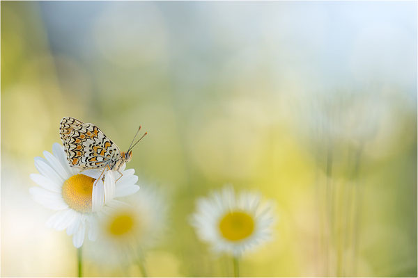 Flockenblumen-Scheckenfalter (Melitaea phoebe), Frankreich, Ardèche