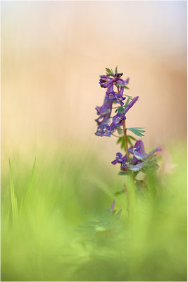 Gefingerter Lerchensporn (Corydalis solida), Deutschland, Baden-Württemberg