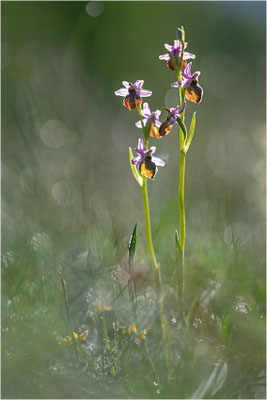 Ophrys aveyronensis